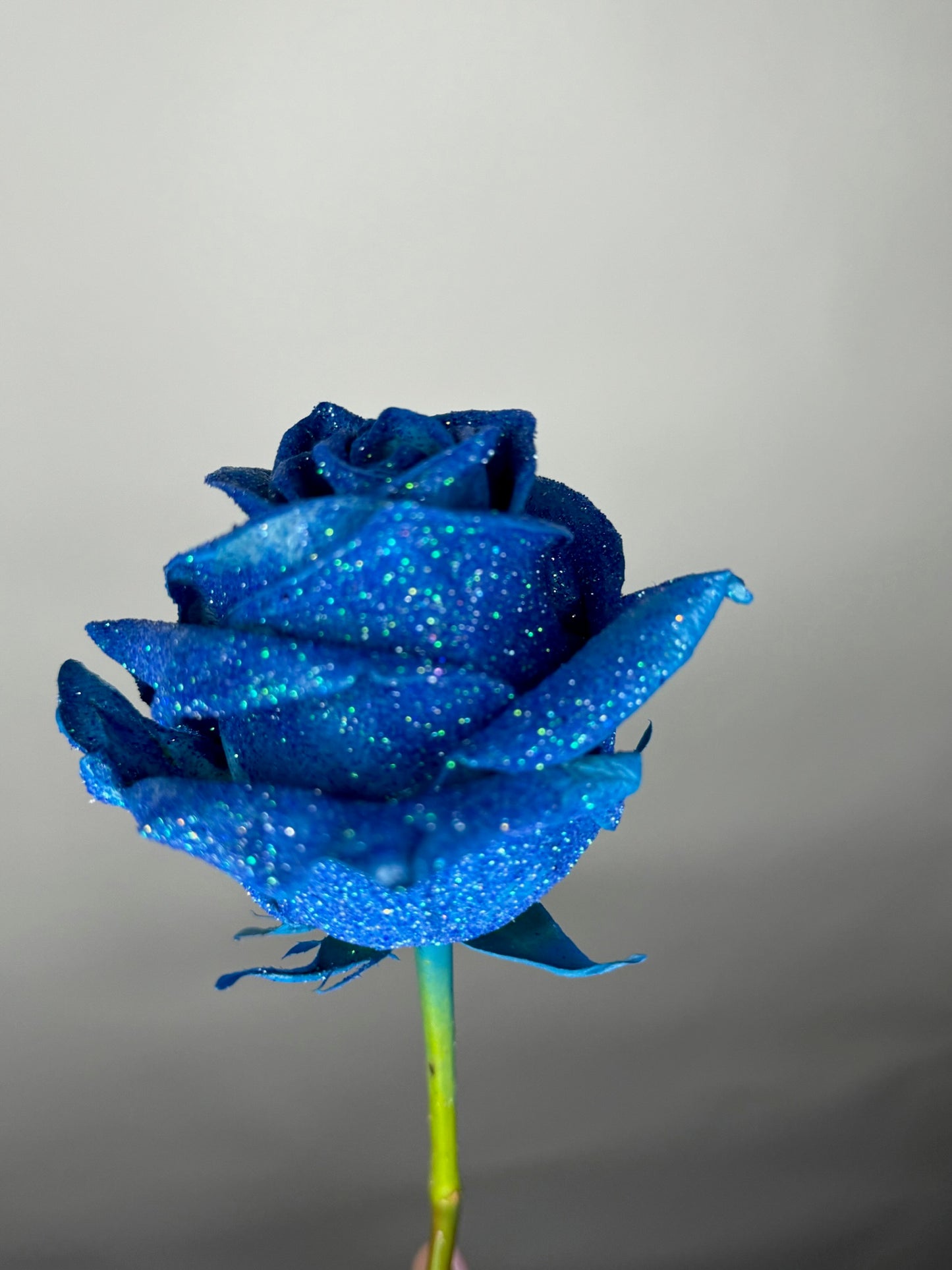 Shimmer Roses