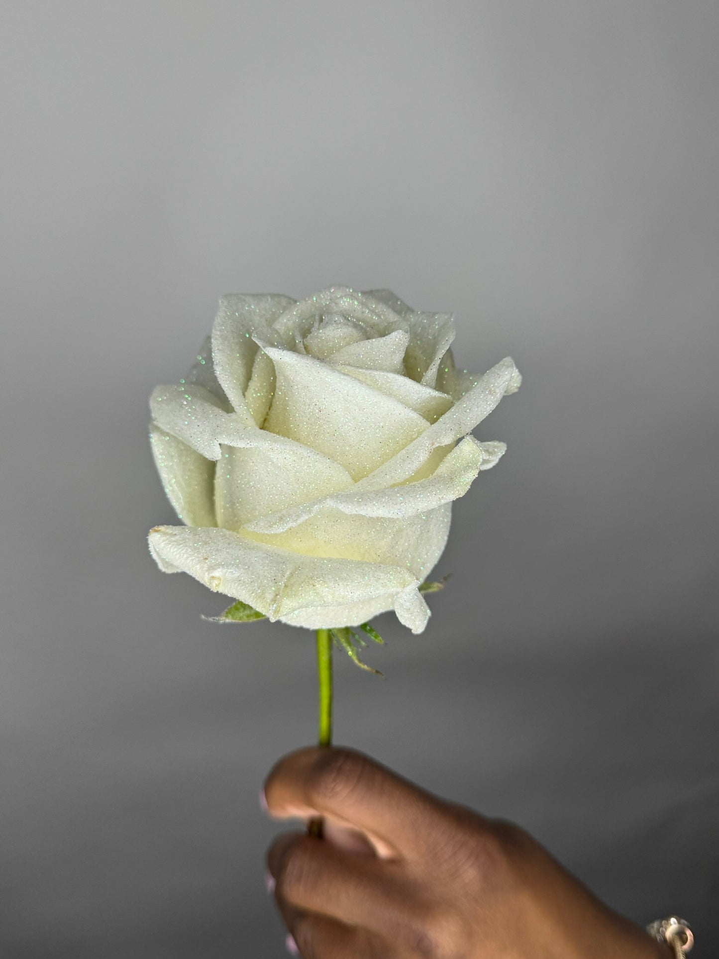 Shimmer Roses
