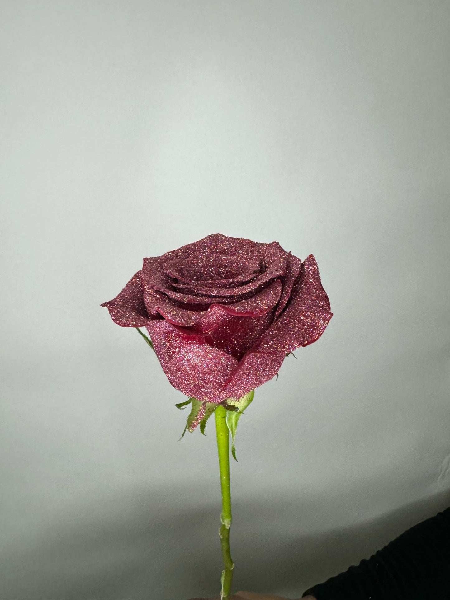 Shimmer Roses