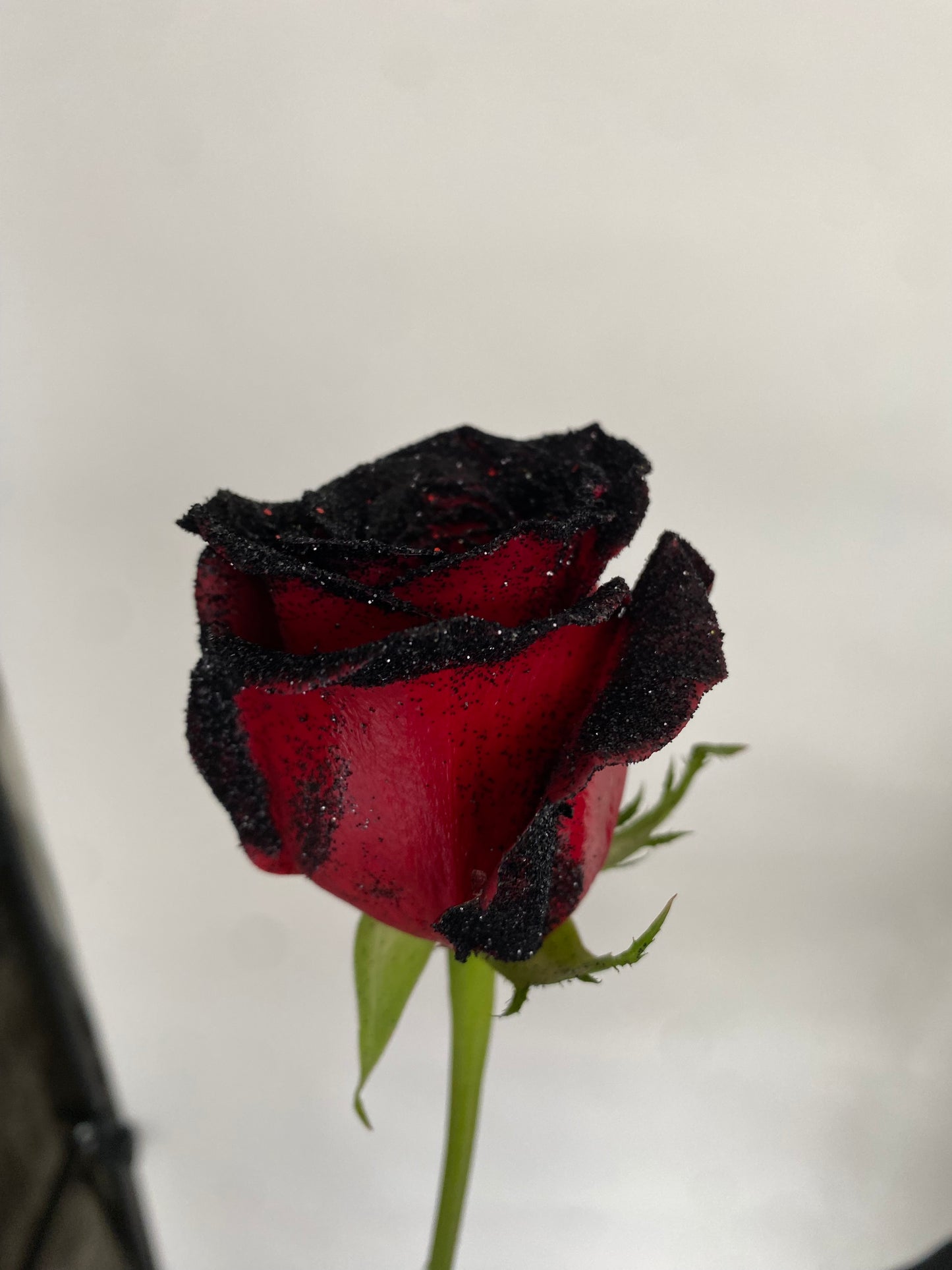 Shimmer Roses