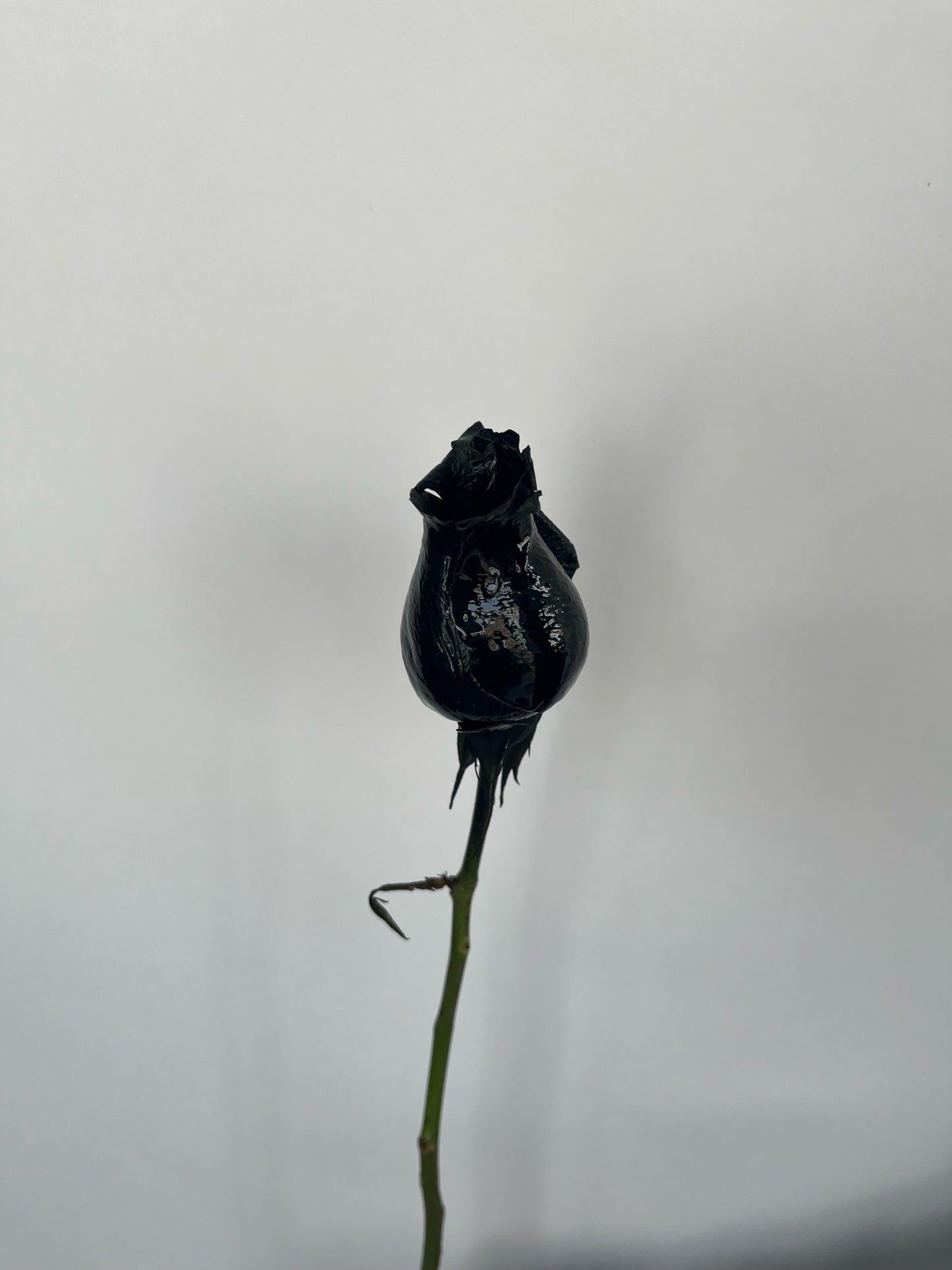 Dipped Roses