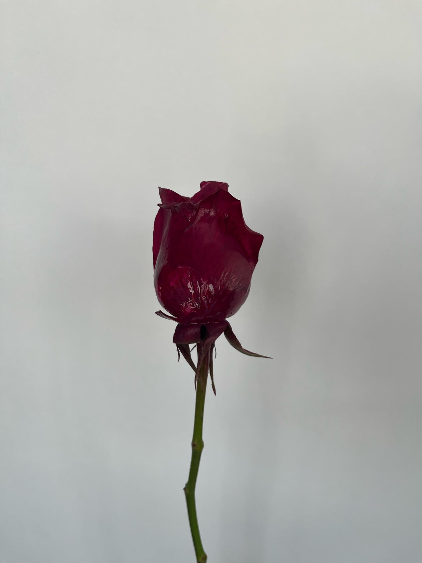 Dipped Roses