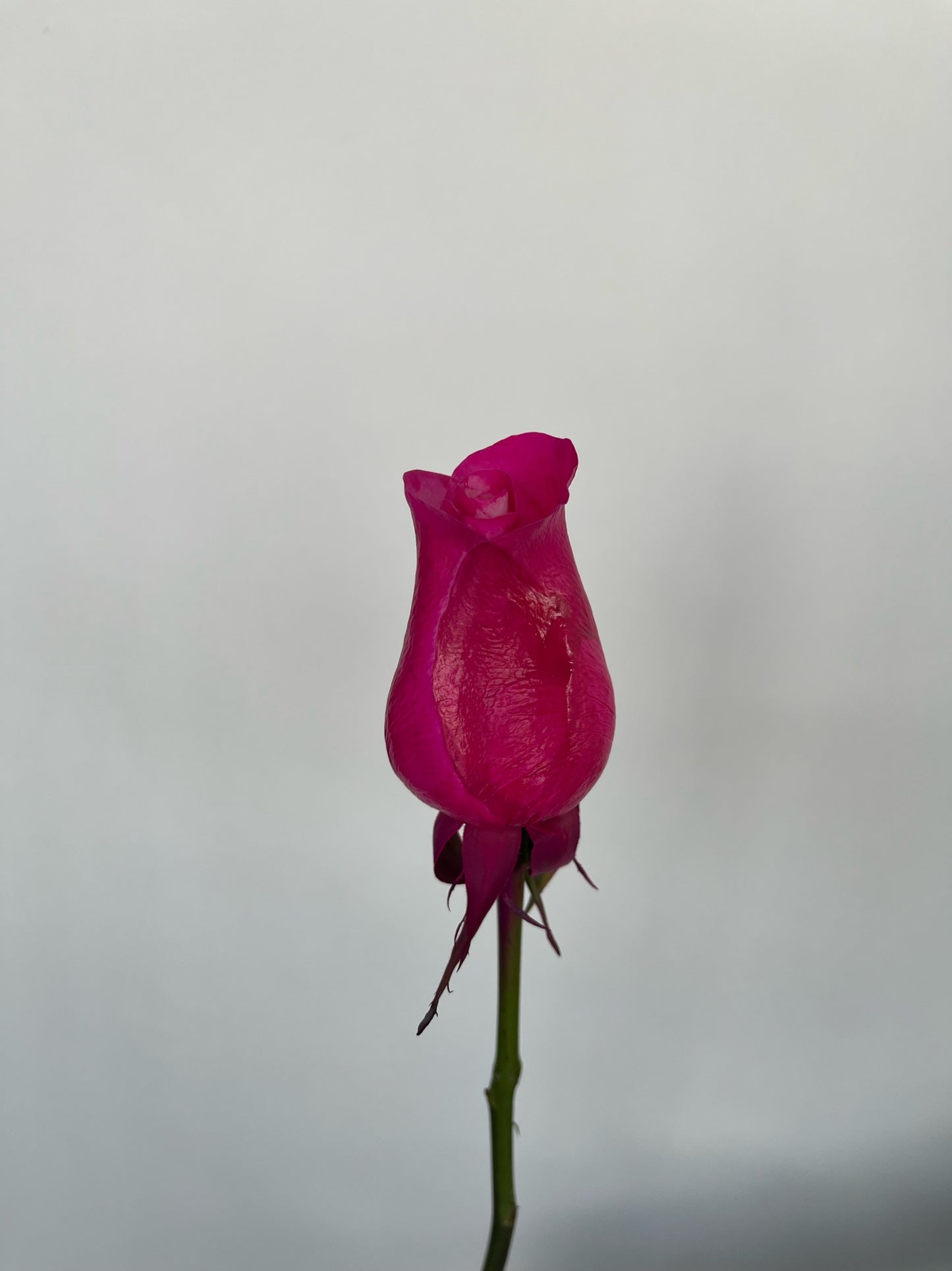 Dipped Roses