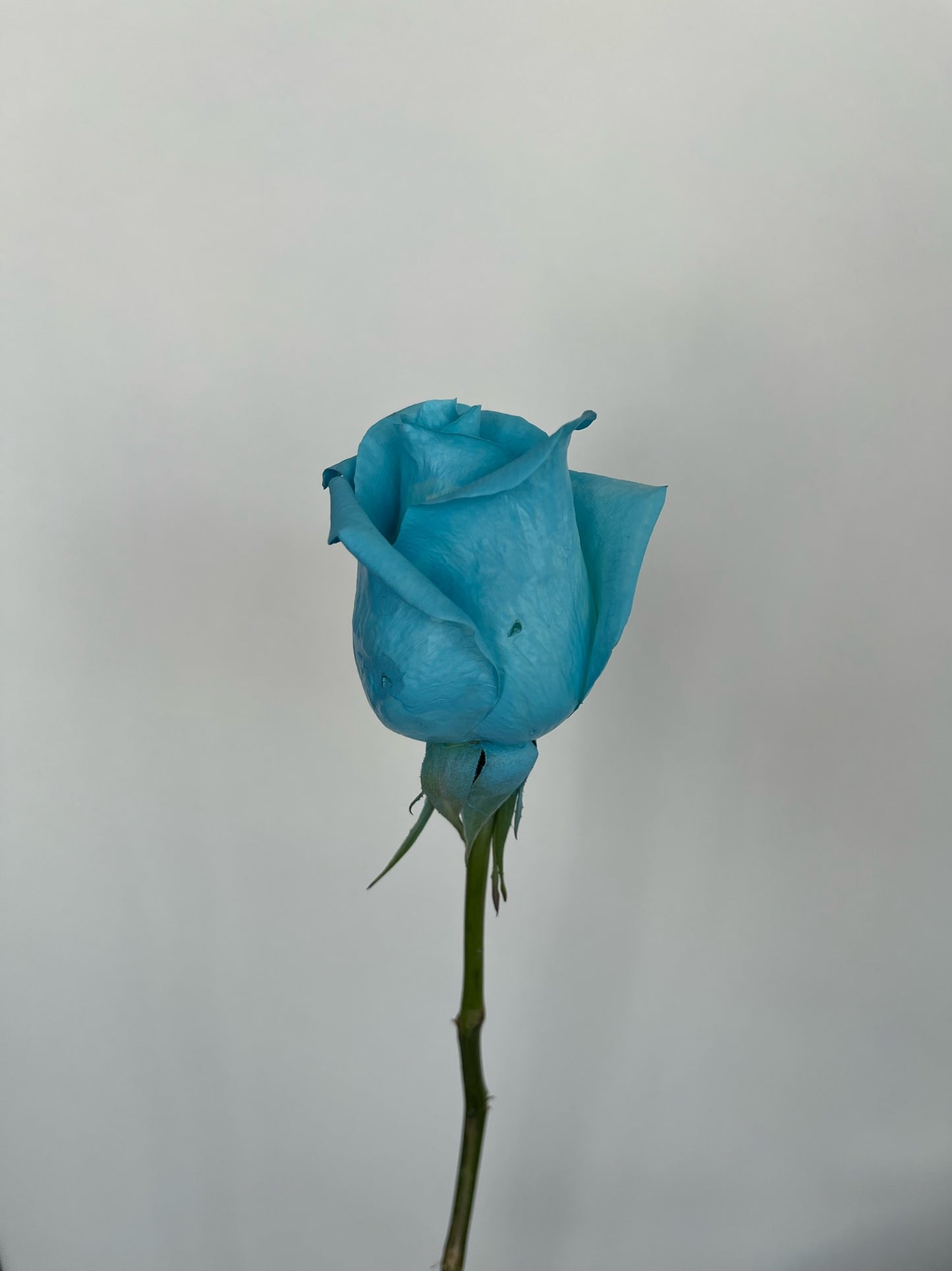 Dipped Roses