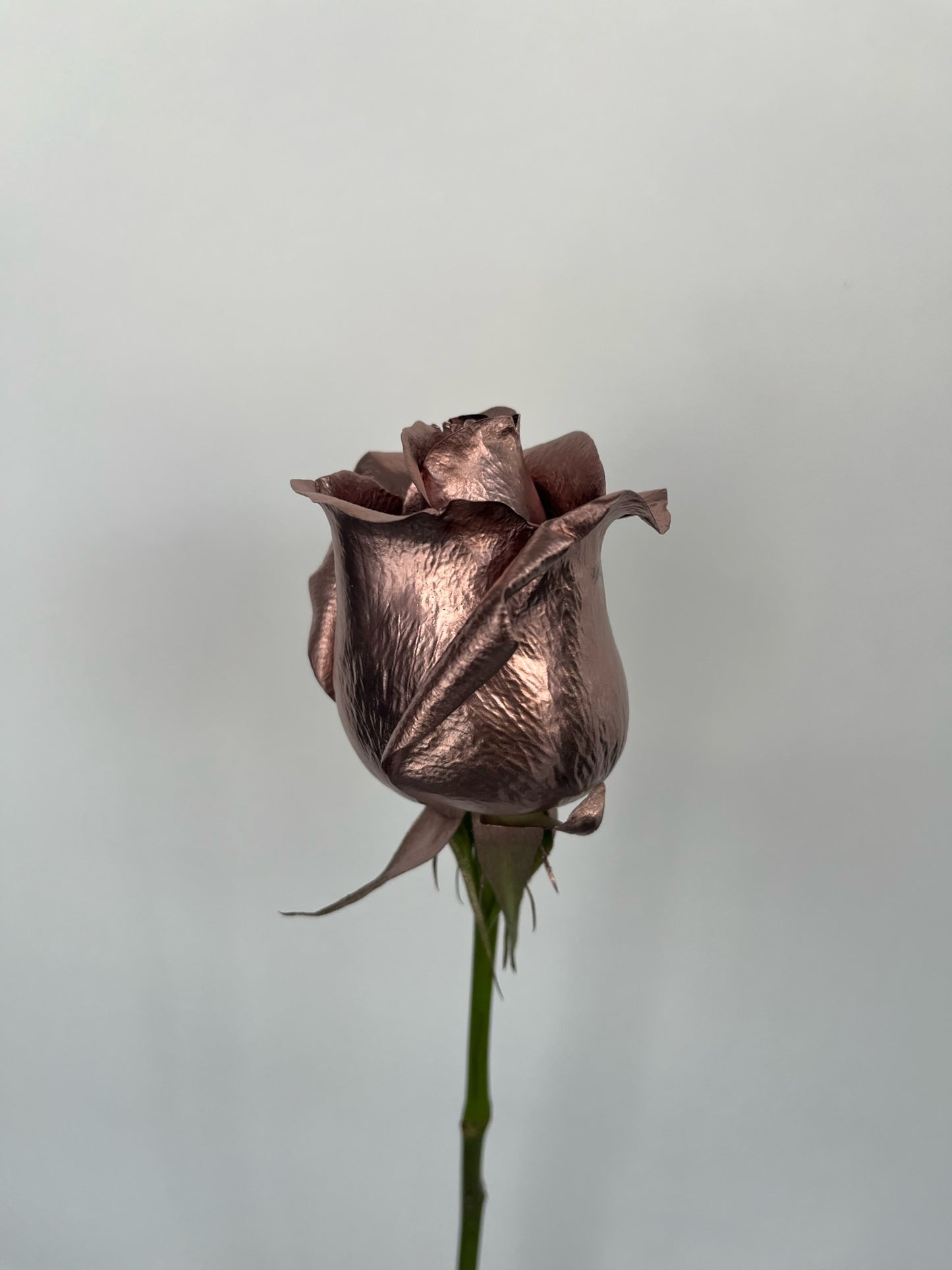 Dipped Roses