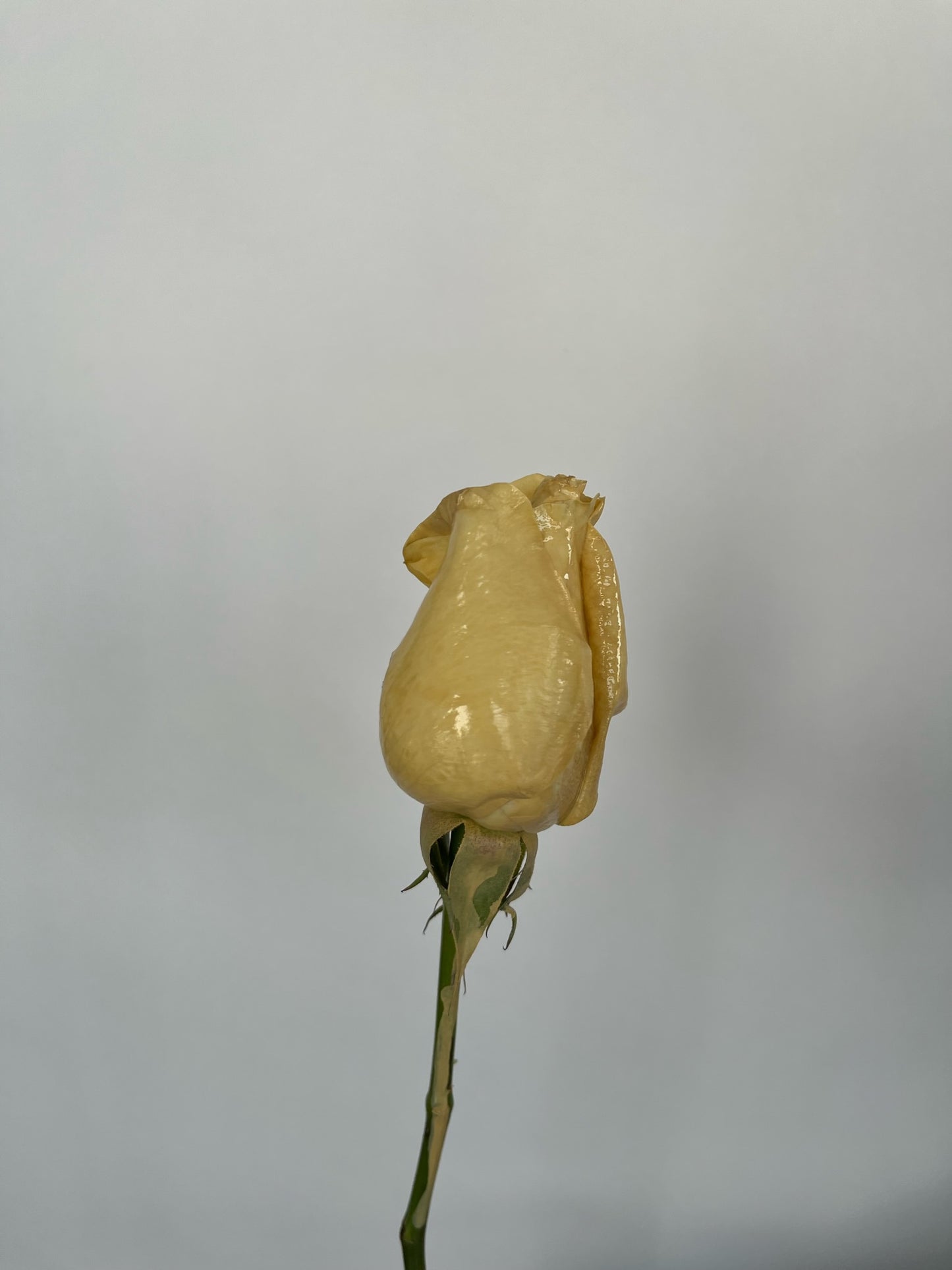 Dipped Roses