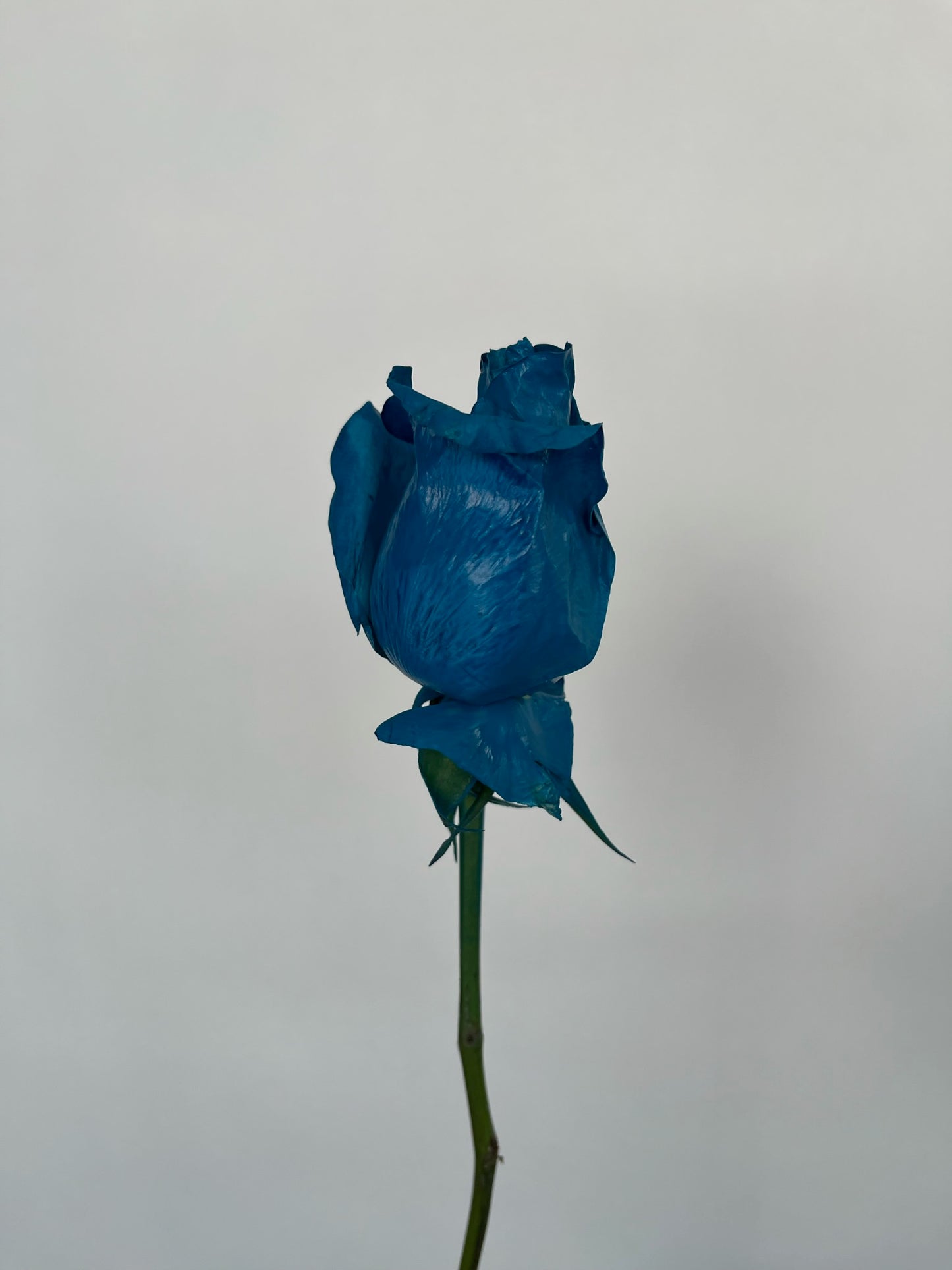 Dipped Roses