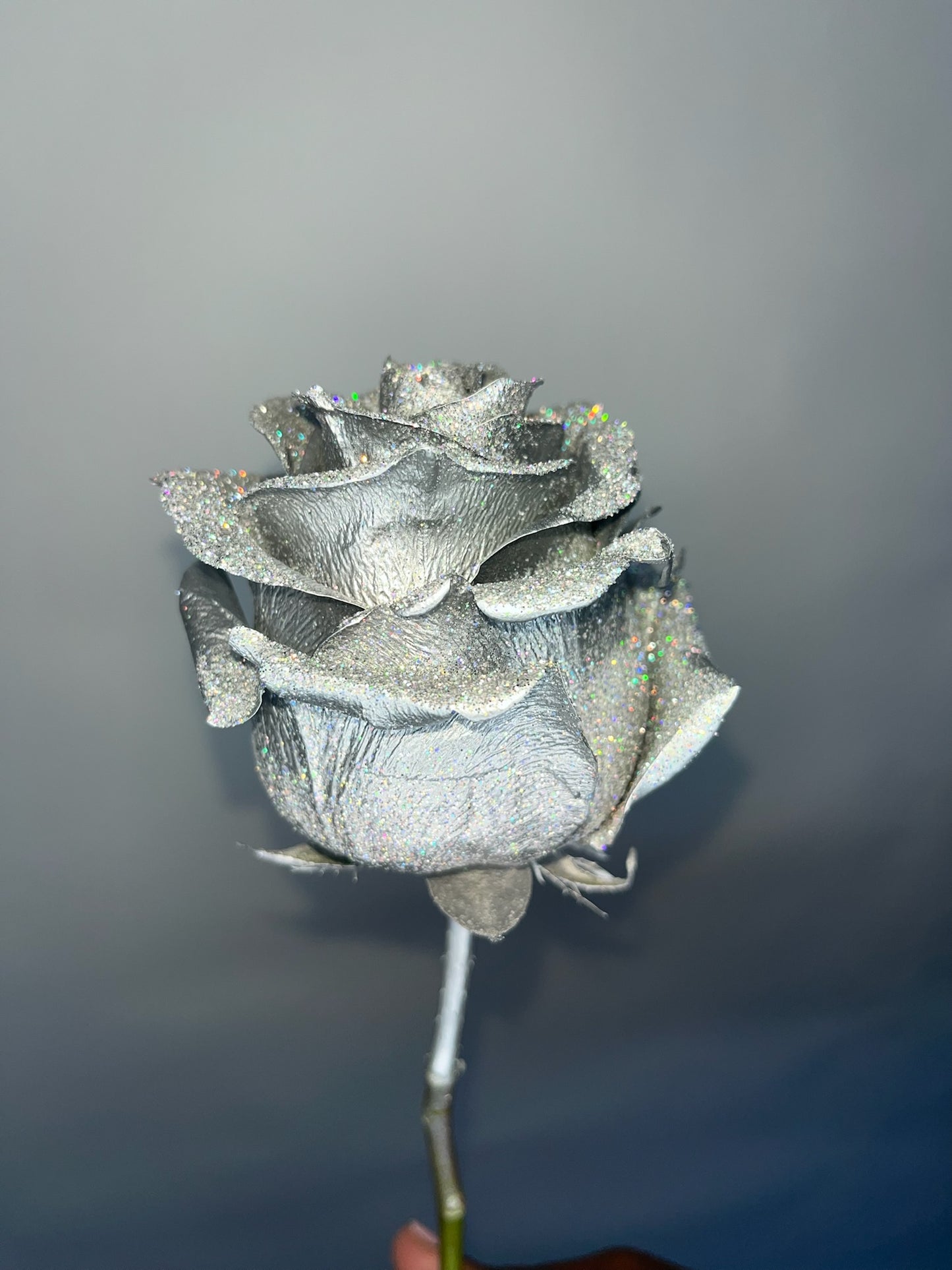Shimmer Roses